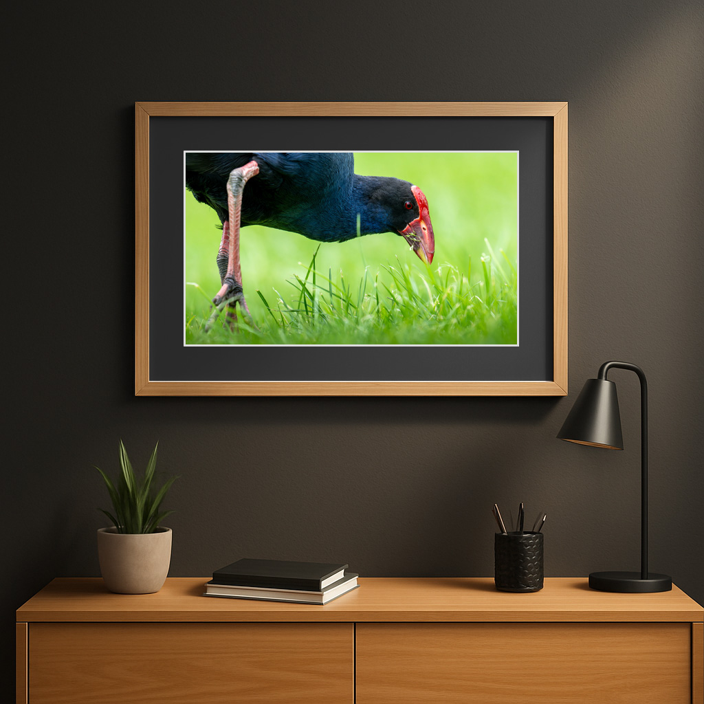 Wall Template Grazing Pukeko