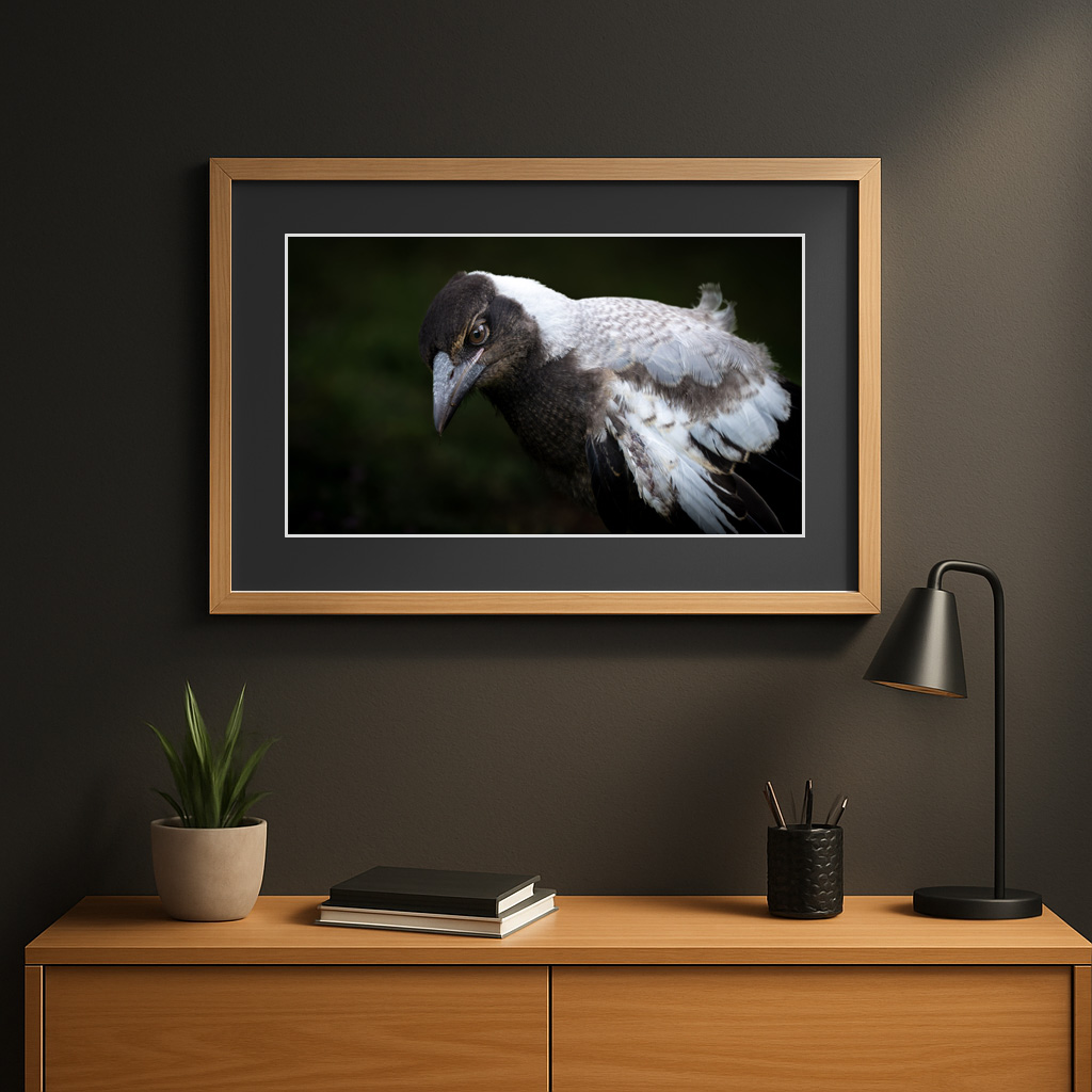 Wall Template Juvenile Magpie